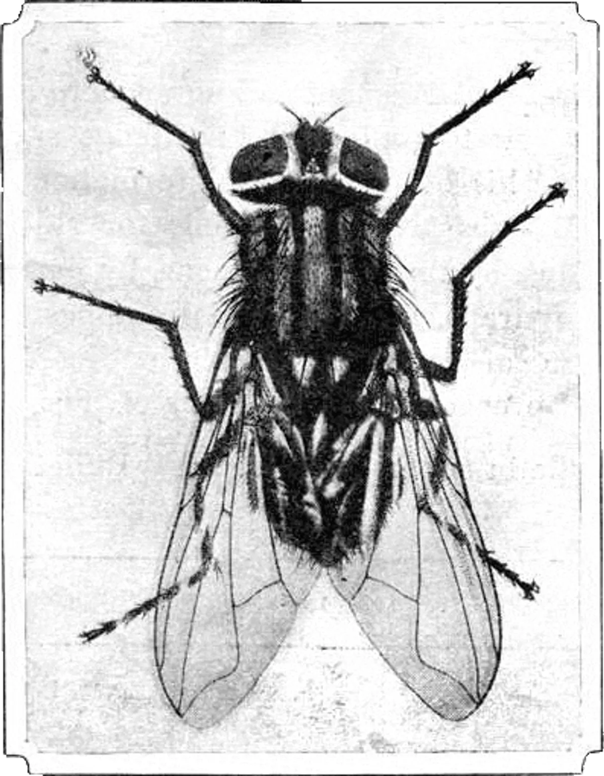 The House Fly and How to Suppress It