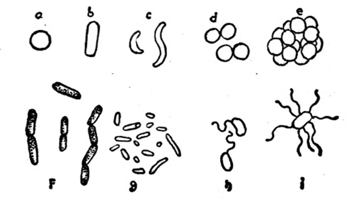 Outlines of Dairy Bacteriology, 8th editionA Concise Manual for the Use of Students in Dairying