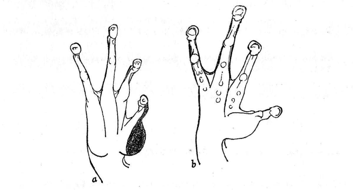A Review of the Frogs of the Hyla bistincta Group