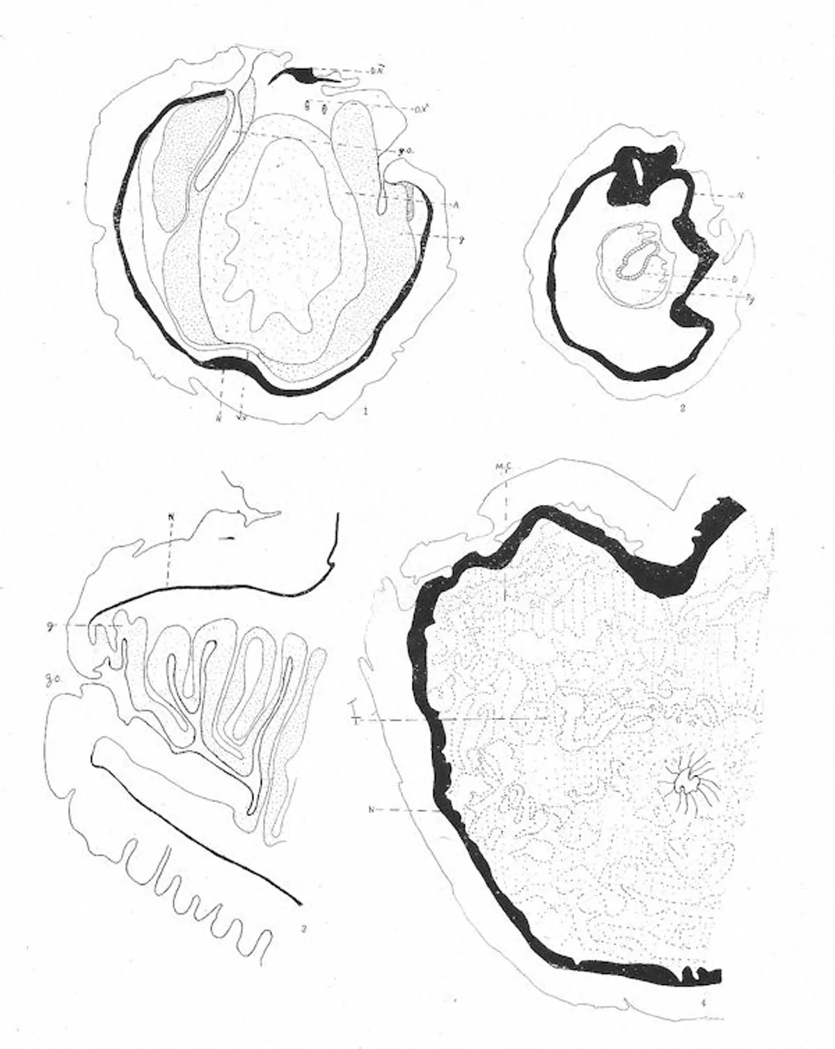 Journal of Entomology and Zoology, Vol. 11, No. 2, June 1919