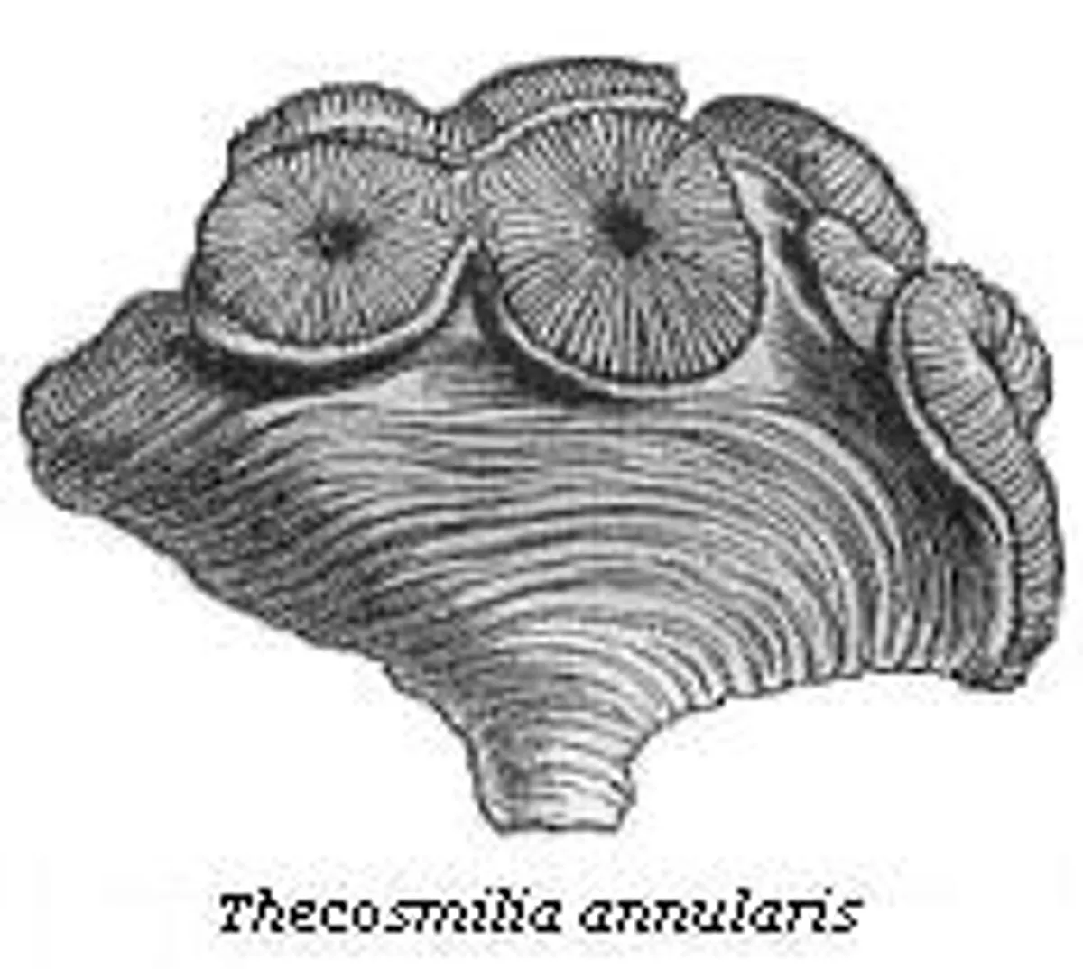The Student’s Elements of Geology